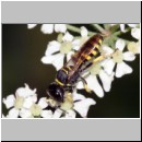 Ectemnius lituratus - Grabwespe w12a 12mm.jpg